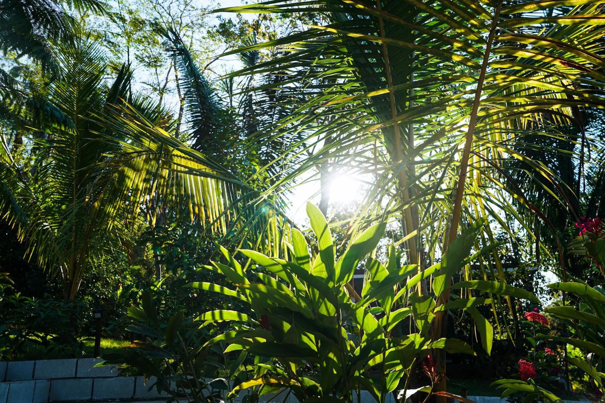 House In The Palm Forest Puerto Carrillo Exterior photo